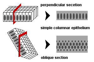 epithelial layers