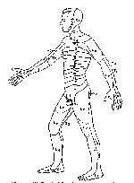 Dermatome Chart